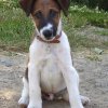 Dalibor